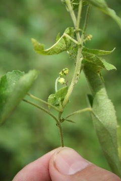 Image of Tragia senegalensis Müll. Arg.