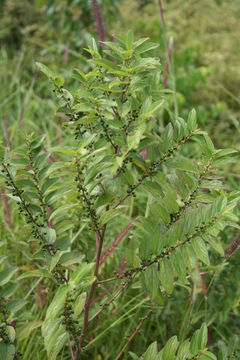 Image of Gunpowder-Tree