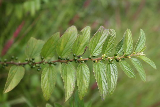 Image of Gunpowder-Tree