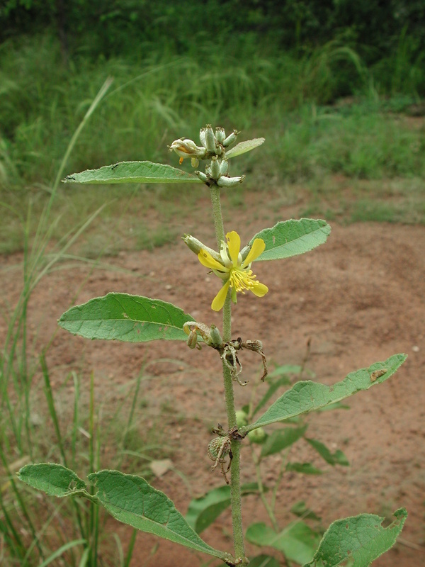 Image of Triumfetta lepidota K. Schum.