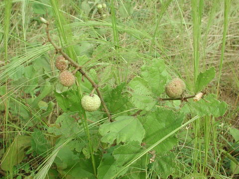 Image of Triumfetta lepidota K. Schum.