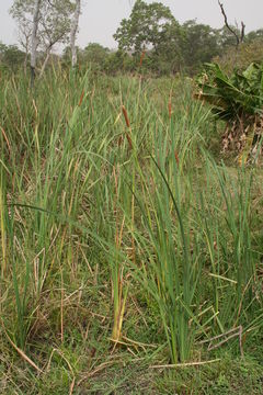 Image of southern cat-tail