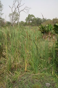 Image of southern cat-tail