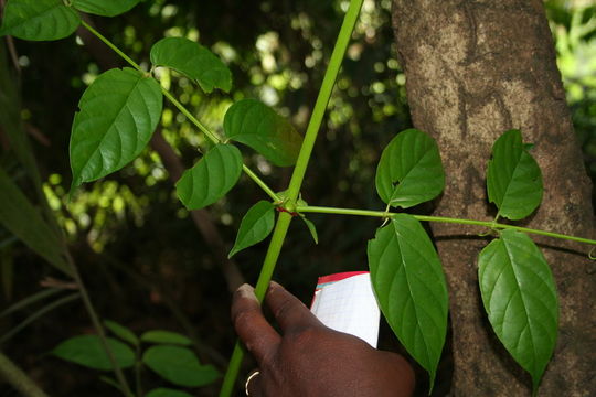 Sivun Uncaria africana G. Don kuva