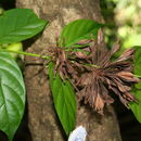 Image of Uncaria africana G. Don