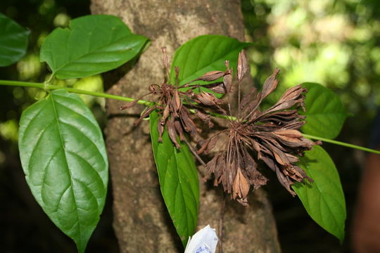 Image de Uncaria africana G. Don