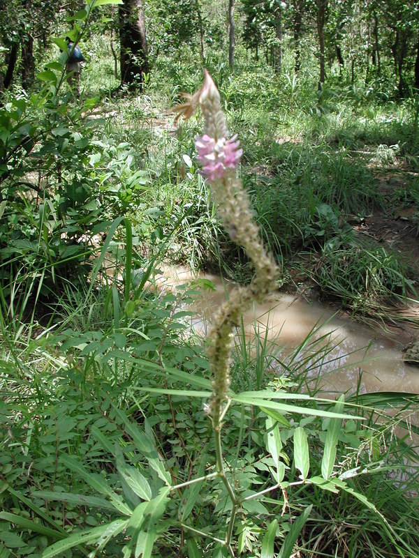 Image of Uraria picta (Jacq.) DC.