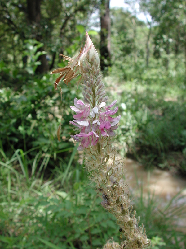 Image of Uraria picta (Jacq.) DC.