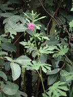 Image of Caesarweed