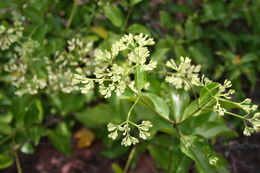 Imagem de Usteria guineensis Willd.