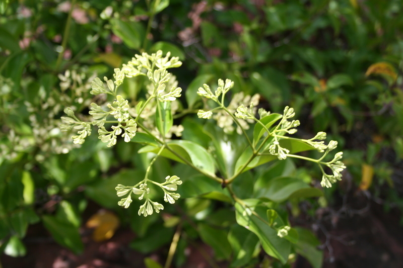 Imagem de Usteria guineensis Willd.