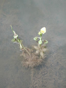 Image de Utricularia stellaris L. fil.