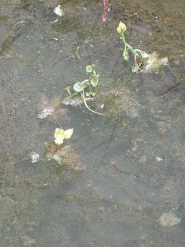 Image of Utricularia stellaris L. fil.