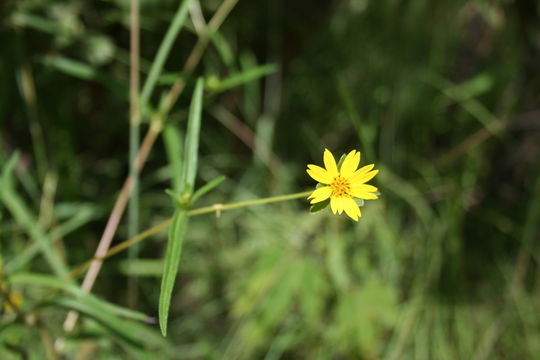 Image of Aspilia paludosa Berhaut