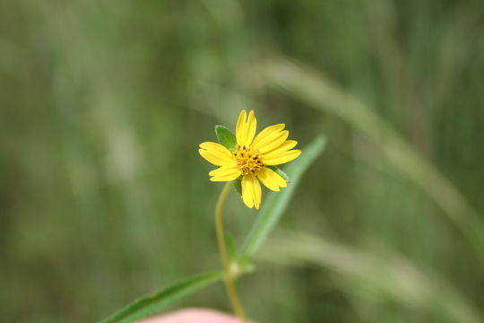 Image of Aspilia paludosa Berhaut