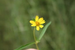 Image of Aspilia paludosa Berhaut
