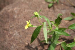 Image of Aspilia paludosa Berhaut