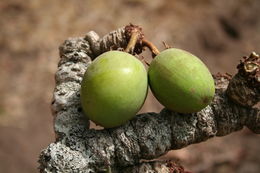 Image of Shea Butter Tree