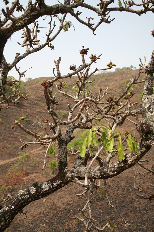 Image of Shea Butter Tree