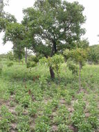 Image of Shea Butter Tree