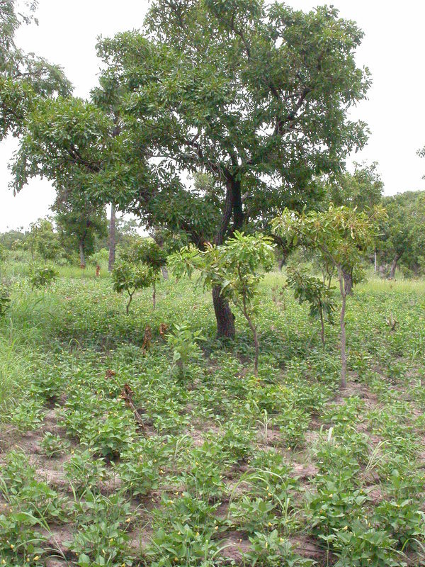 Image of Shea Butter Tree