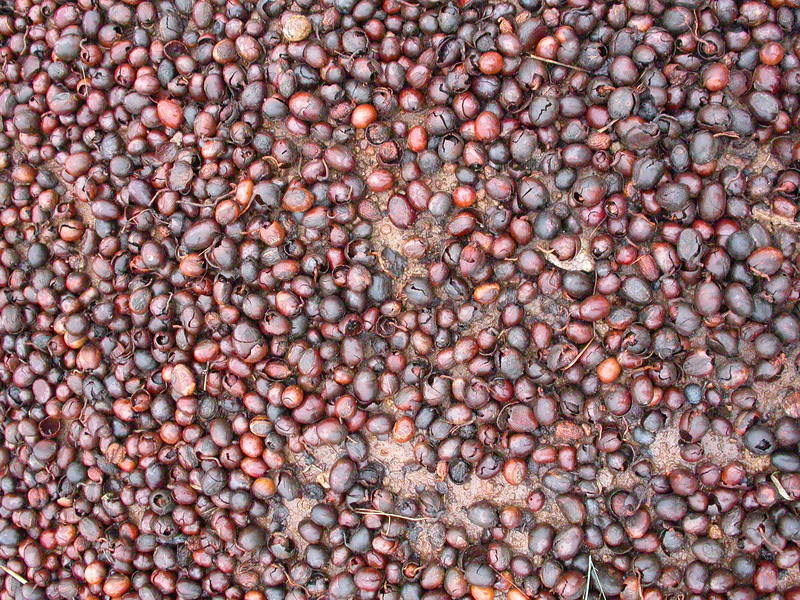 Image of Shea Butter Tree