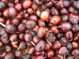 Image of Shea Butter Tree