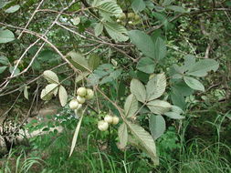 صورة Vitex chrysocarpa Planch.