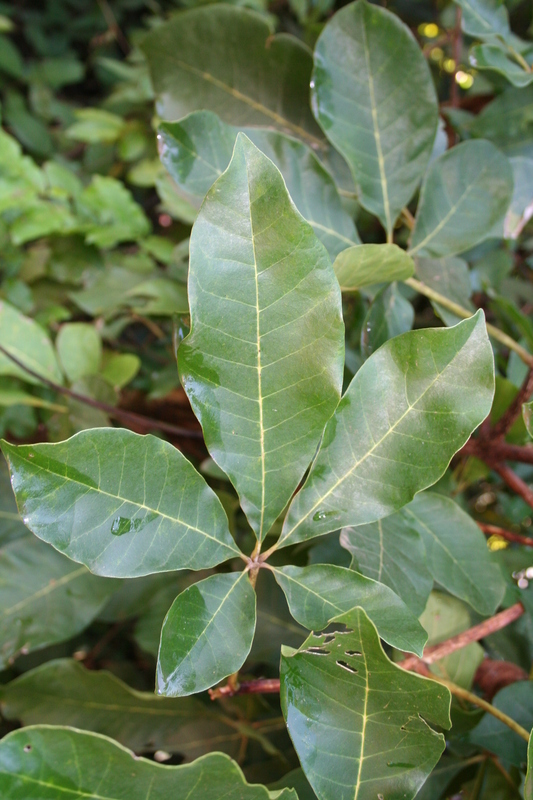 Vitex doniana Sweet resmi