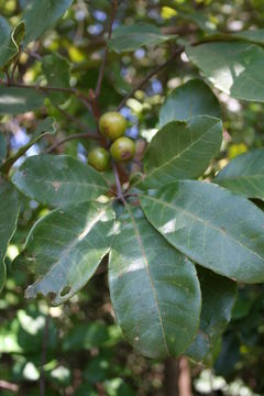 Image of black plum