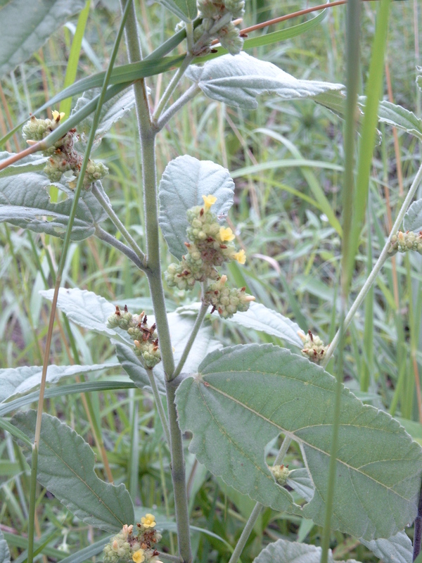 Imagem de Waltheria indica L.