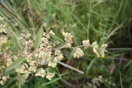 Image de Waltheria lanceolata R. Br. ex Mast.