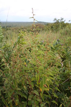 Image de Waltheria lanceolata R. Br. ex Mast.