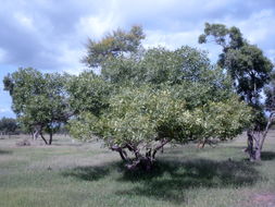 Image of tallow wood