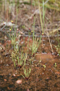 Image of Xyris straminea L. A. Nilsson