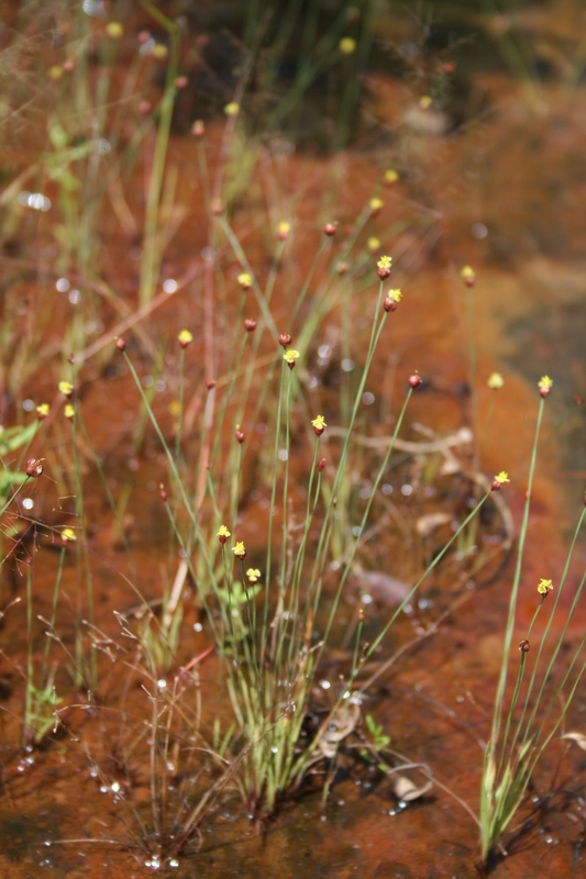 Image of Xyris straminea L. A. Nilsson