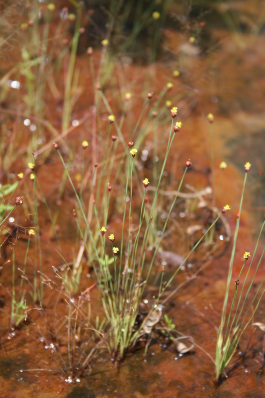 Image of Xyris straminea L. A. Nilsson