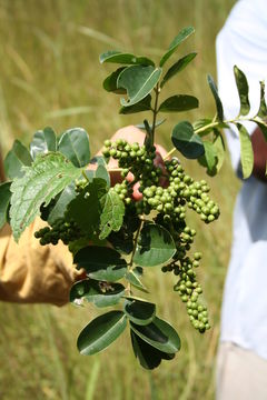 Image of Zanthoxylum zanthoxyloides (Lam.) B. Zepernick & F. K. Timler