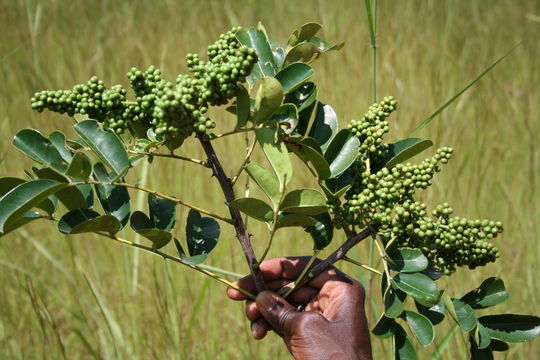 Image of Zanthoxylum zanthoxyloides (Lam.) B. Zepernick & F. K. Timler