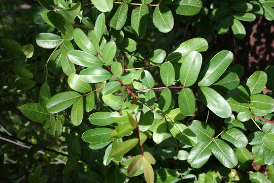 Image of Zanthoxylum zanthoxyloides (Lam.) B. Zepernick & F. K. Timler