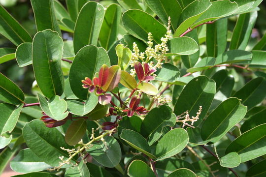 Image of Zanthoxylum zanthoxyloides (Lam.) B. Zepernick & F. K. Timler