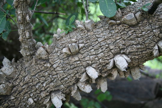 Image of Zanthoxylum zanthoxyloides (Lam.) B. Zepernick & F. K. Timler