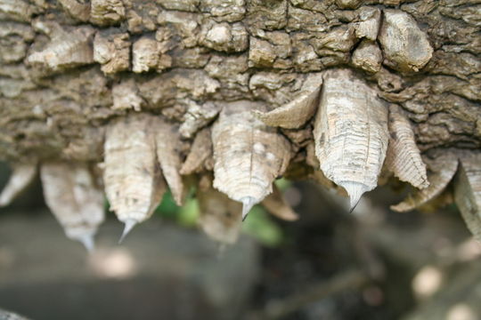 Image of Zanthoxylum zanthoxyloides (Lam.) B. Zepernick & F. K. Timler