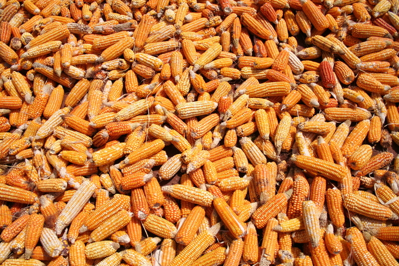 Image of corn,