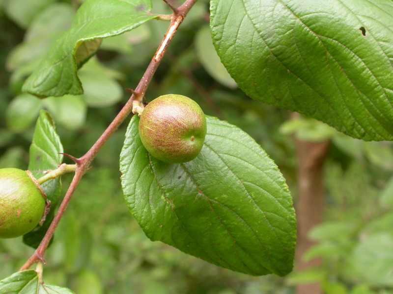 Image de Ziziphus abyssinica Hochst. ex A. Rich.