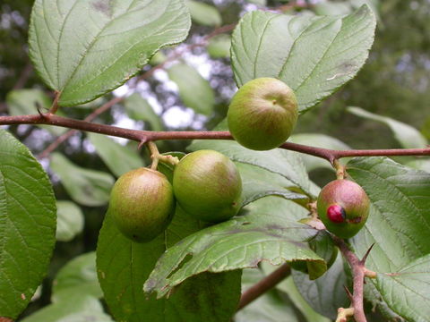 Image de Ziziphus abyssinica Hochst. ex A. Rich.