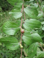 Image de Ziziphus abyssinica Hochst. ex A. Rich.