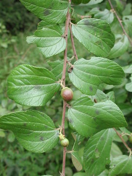 Imagem de Ziziphus abyssinica Hochst. ex A. Rich.