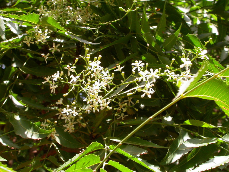 Image of Neem Tree