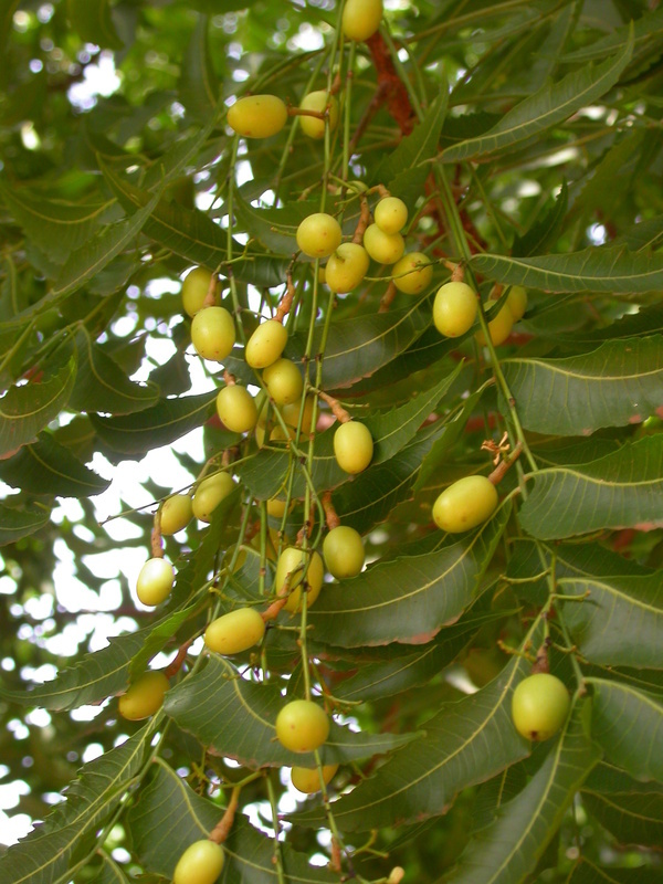 Image of Neem Tree